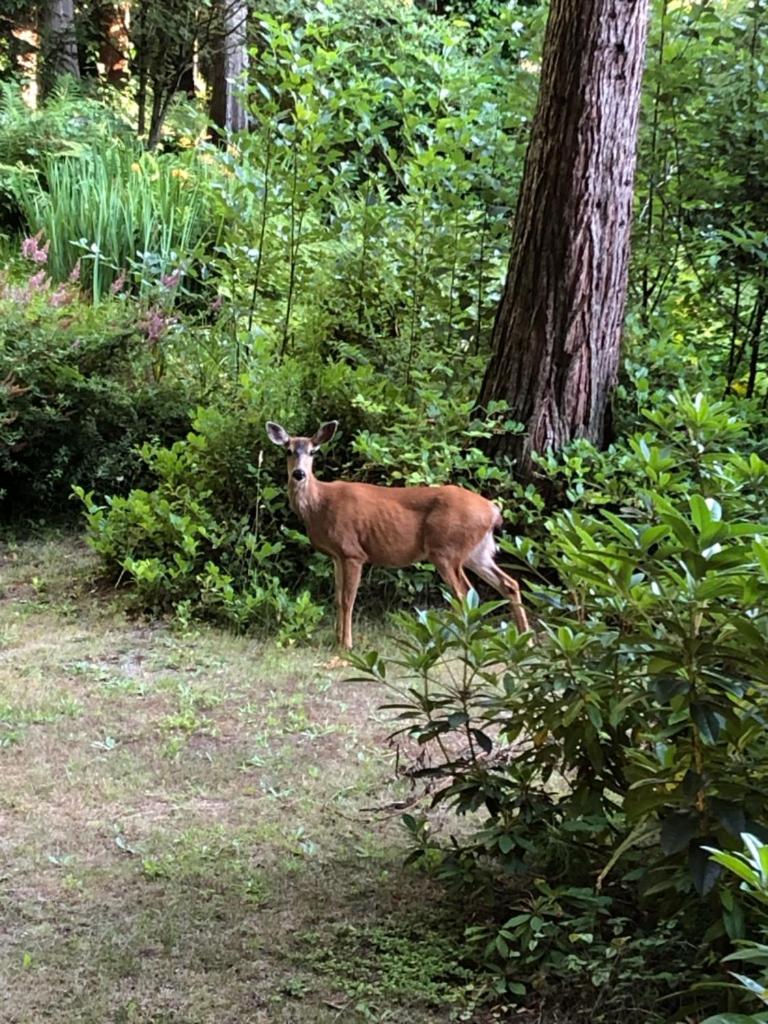 A Tiny Escape (Roberts Creek)
