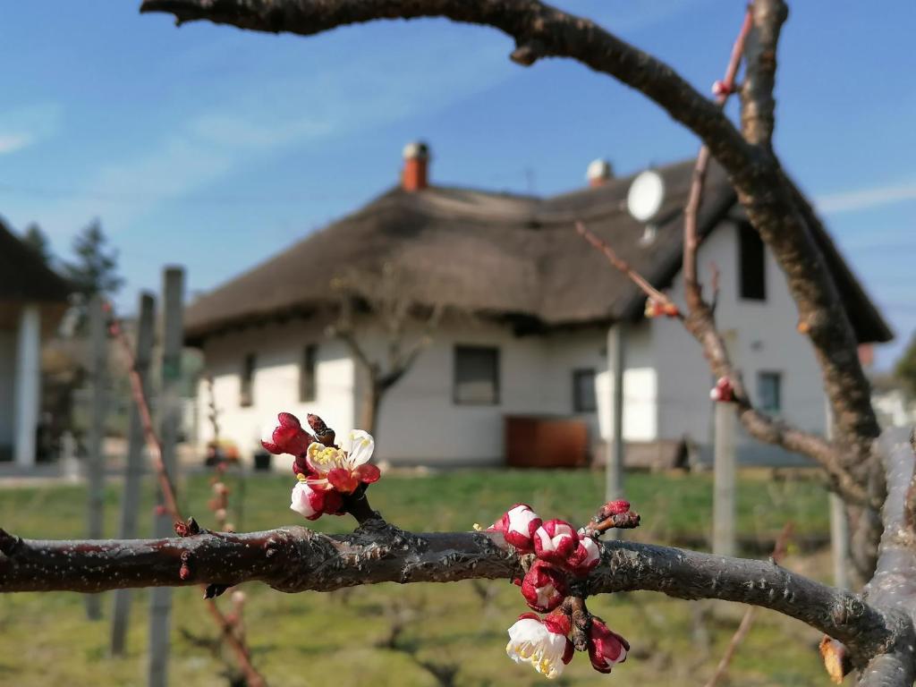 Angelic Cottage and BikePoint (A Birtok - Vendégház és Biciklis bázispont)