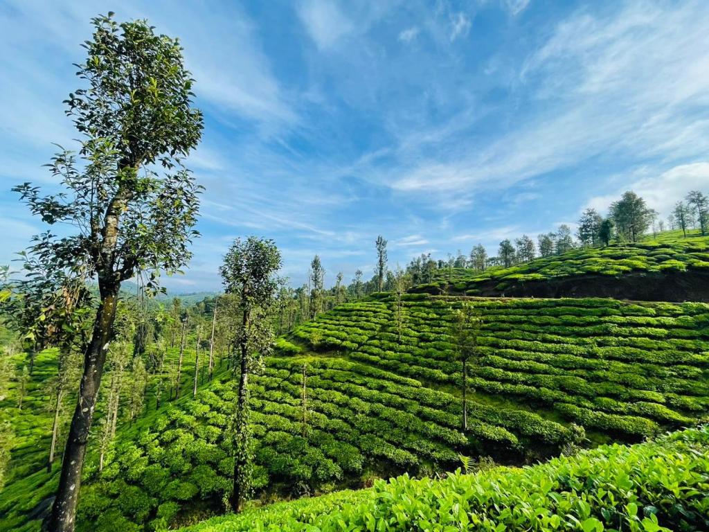 PEARL HUT home stay vythiri Wayanad