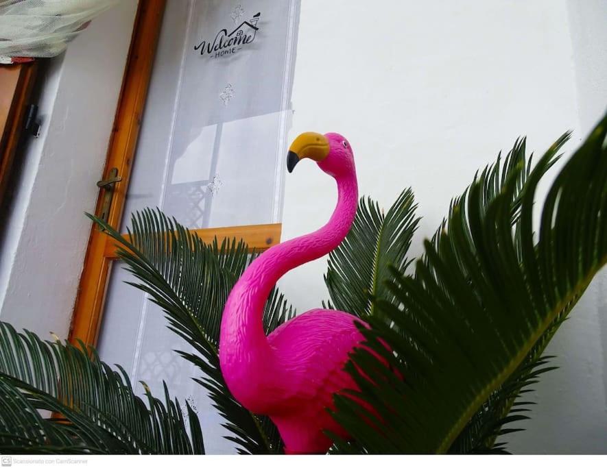 Casa vacanze Flamingo House